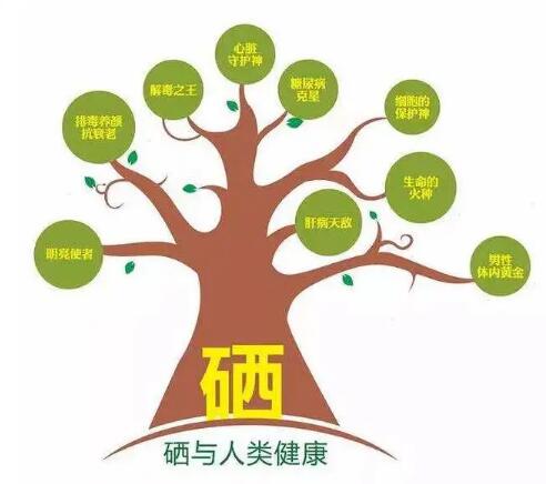 钙铁锌硒检测仪厂家提示什么叫有机硒和无机硒？科学补硒看看吧