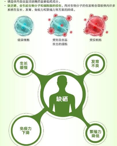 医用向日葵视频网站污厂家提醒关爱男性健康，硒元素也不能少！